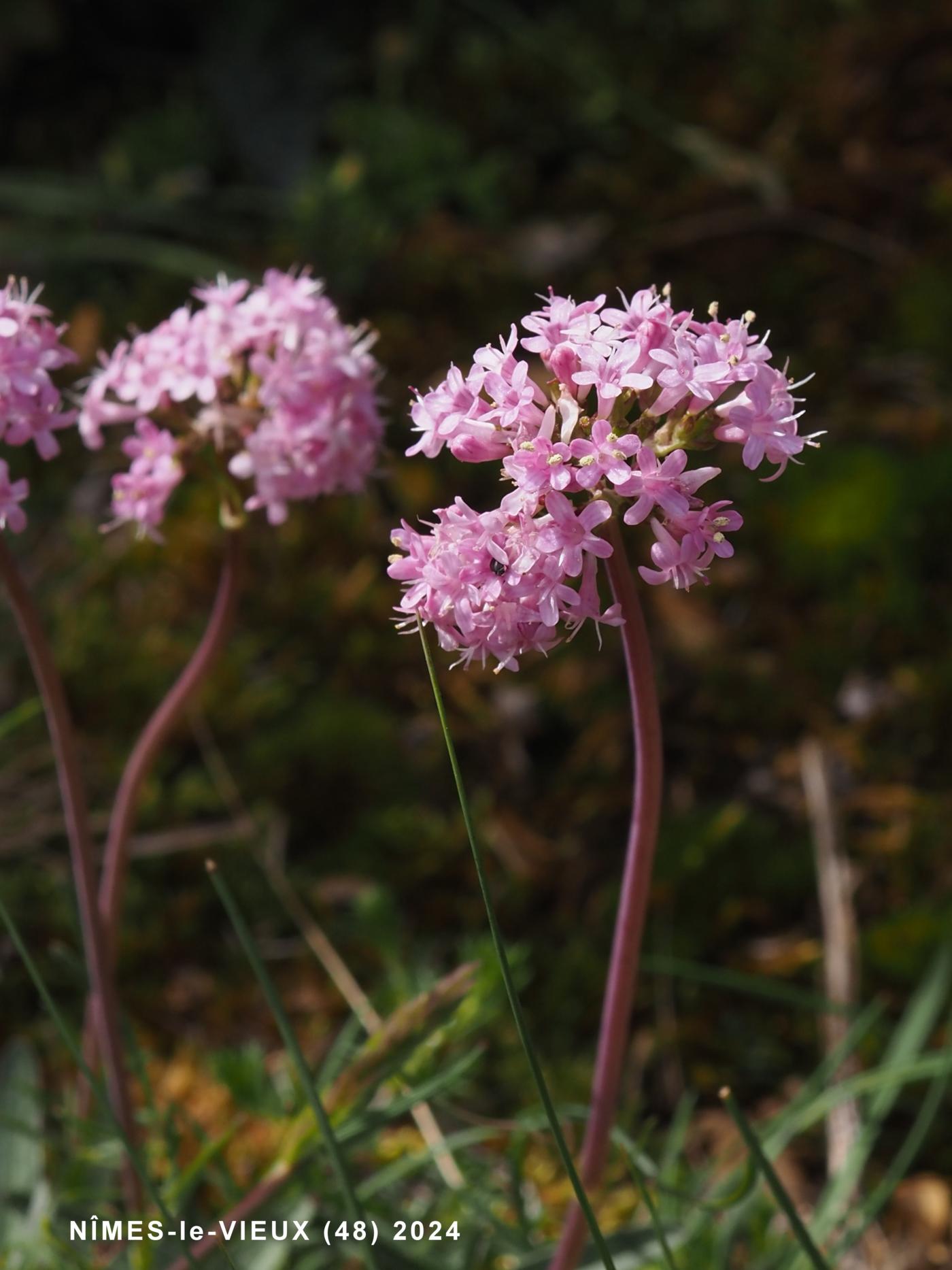 Valerian, Tuberous flower